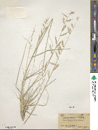 Image of Bouteloua radicosa