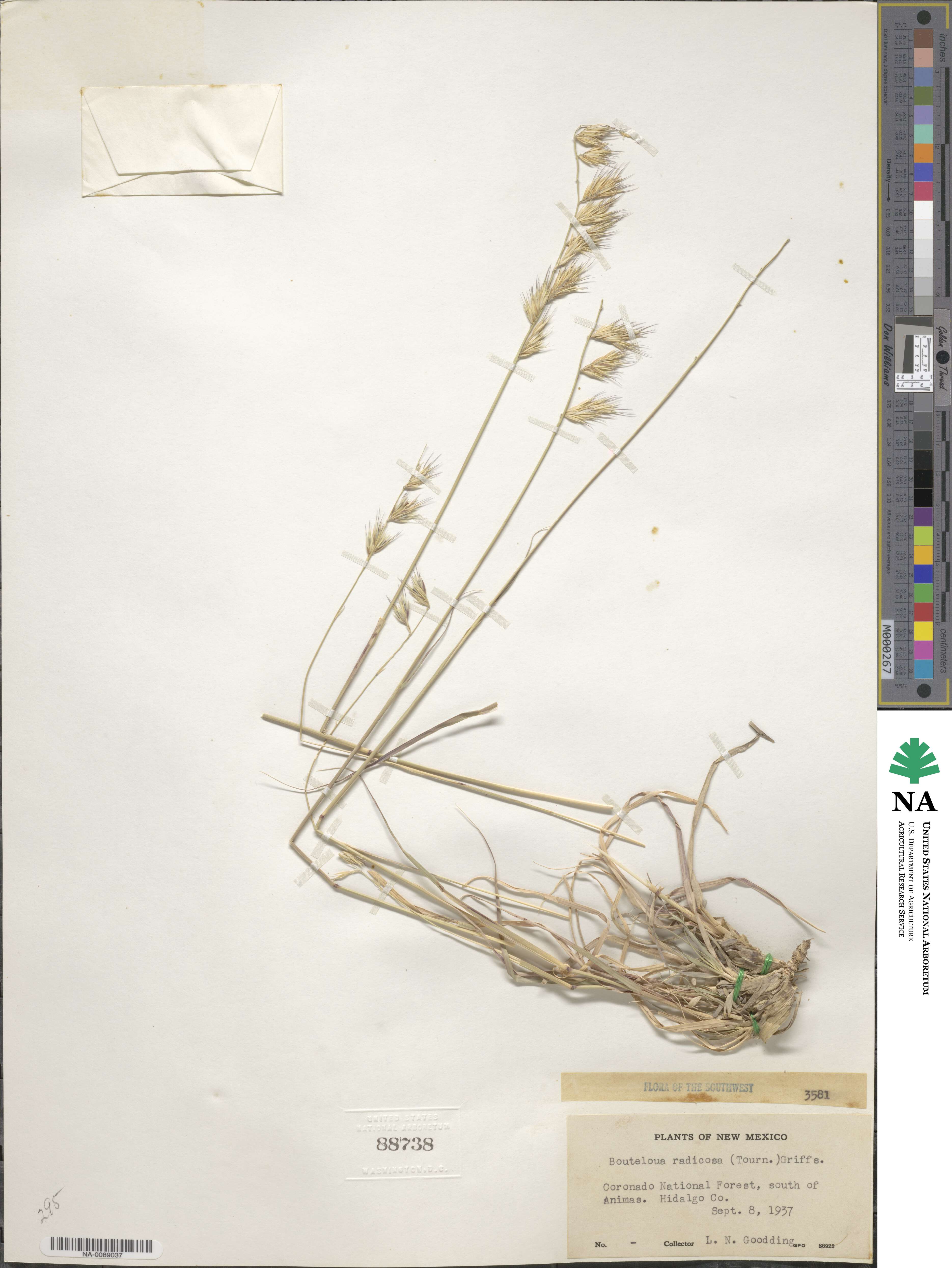 Bouteloua radicosa image