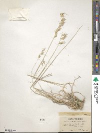 Bouteloua radicosa image