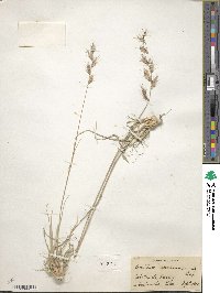 Bouteloua radicosa image