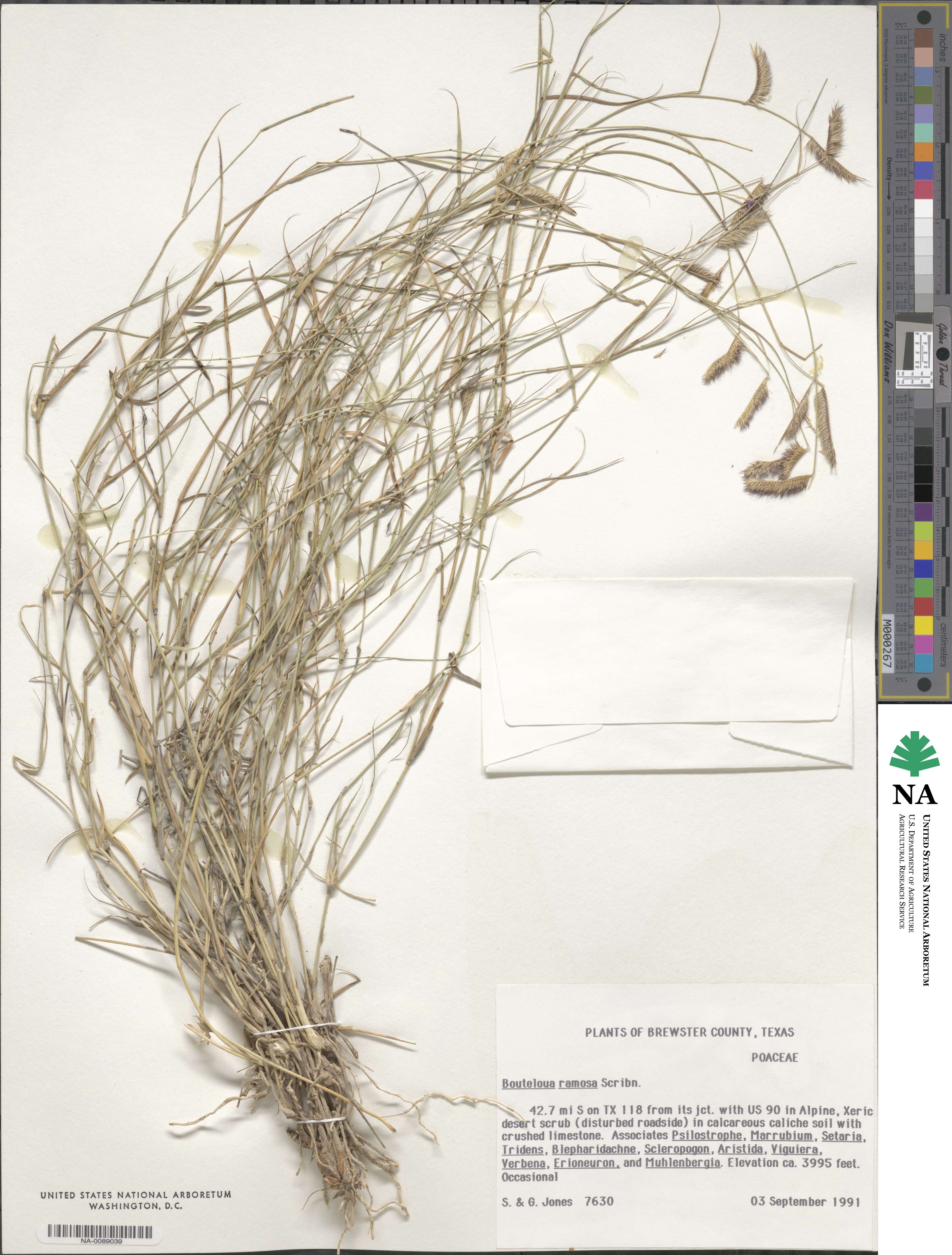 Bouteloua ramosa image