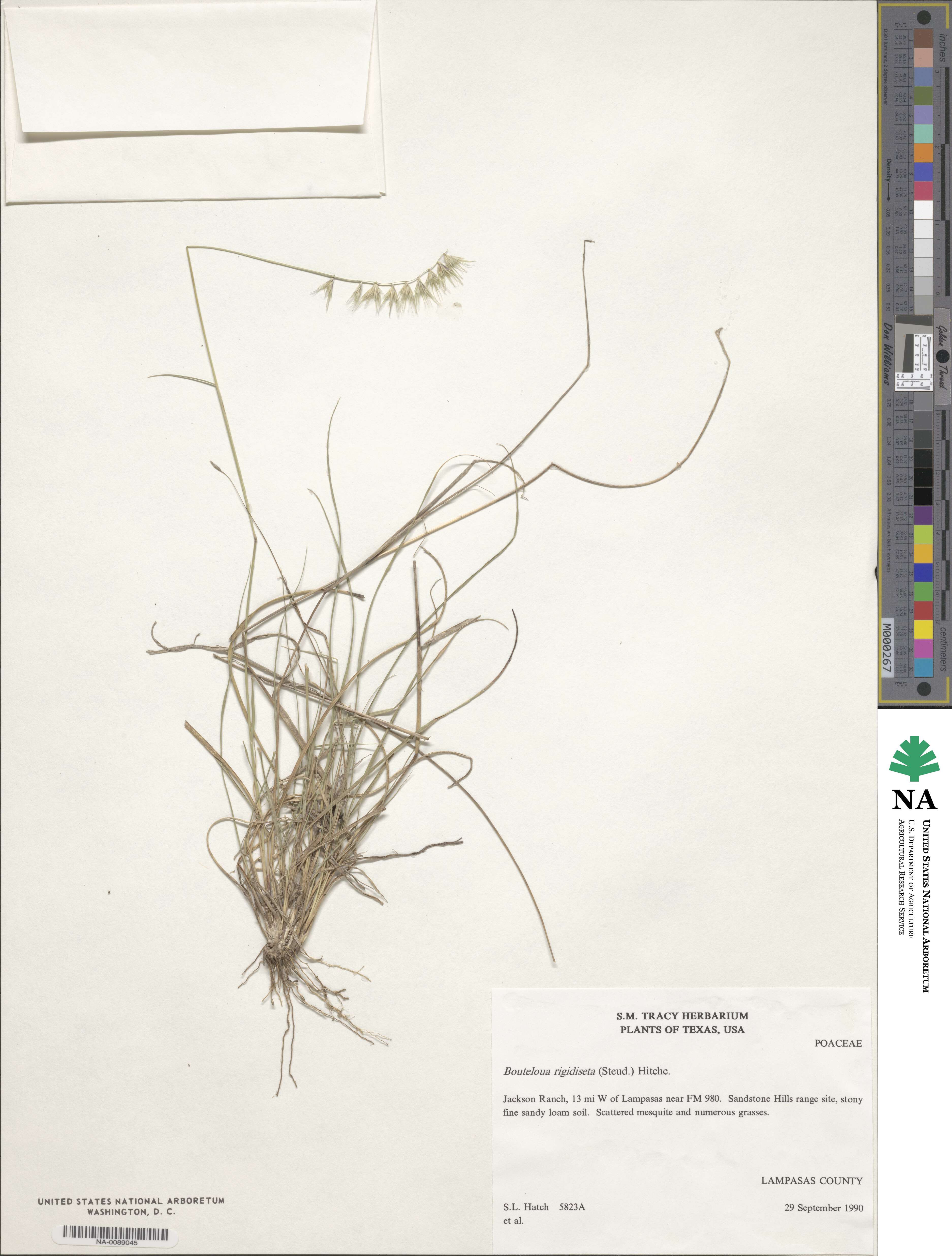 Bouteloua rigidiseta image