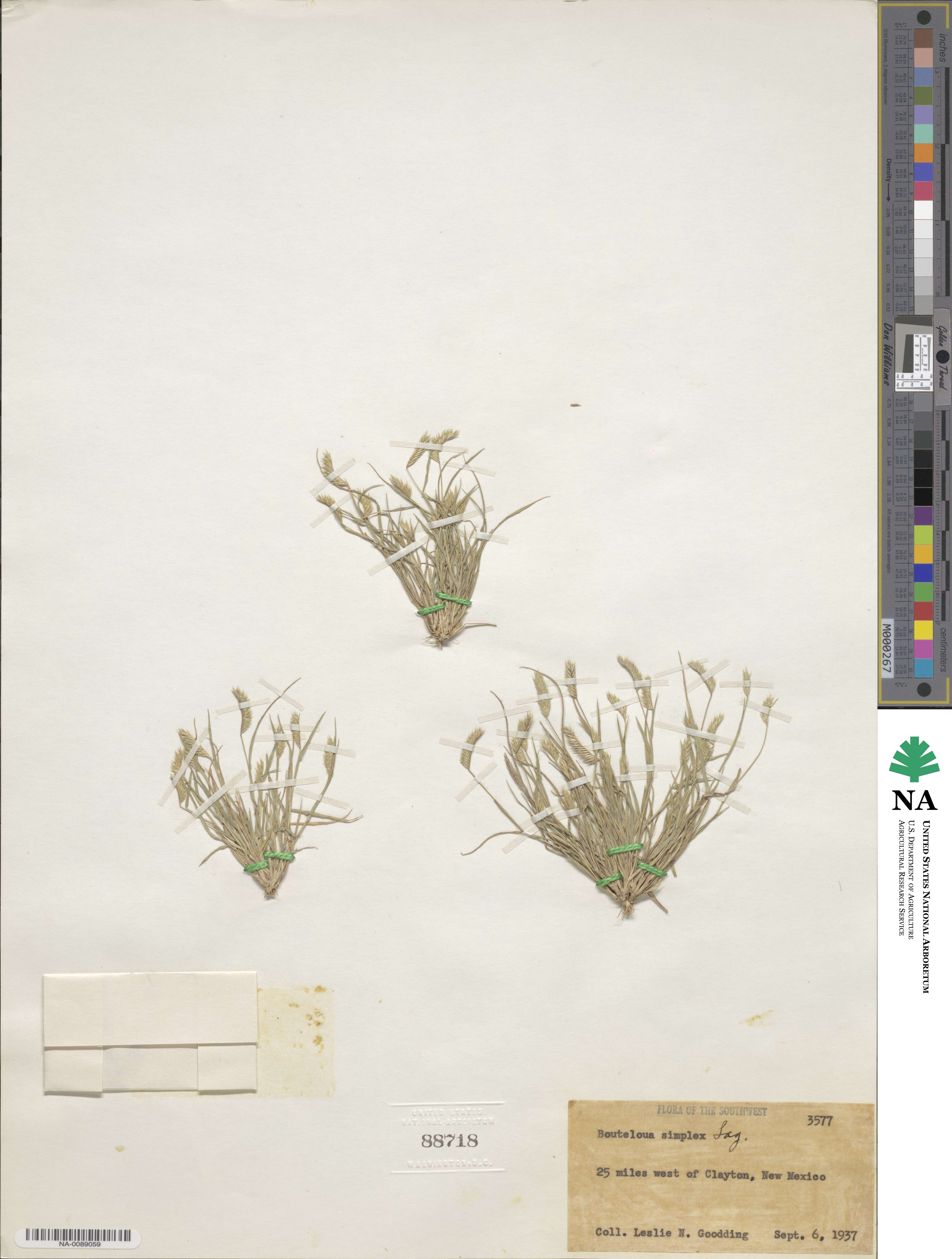 Bouteloua simplex image