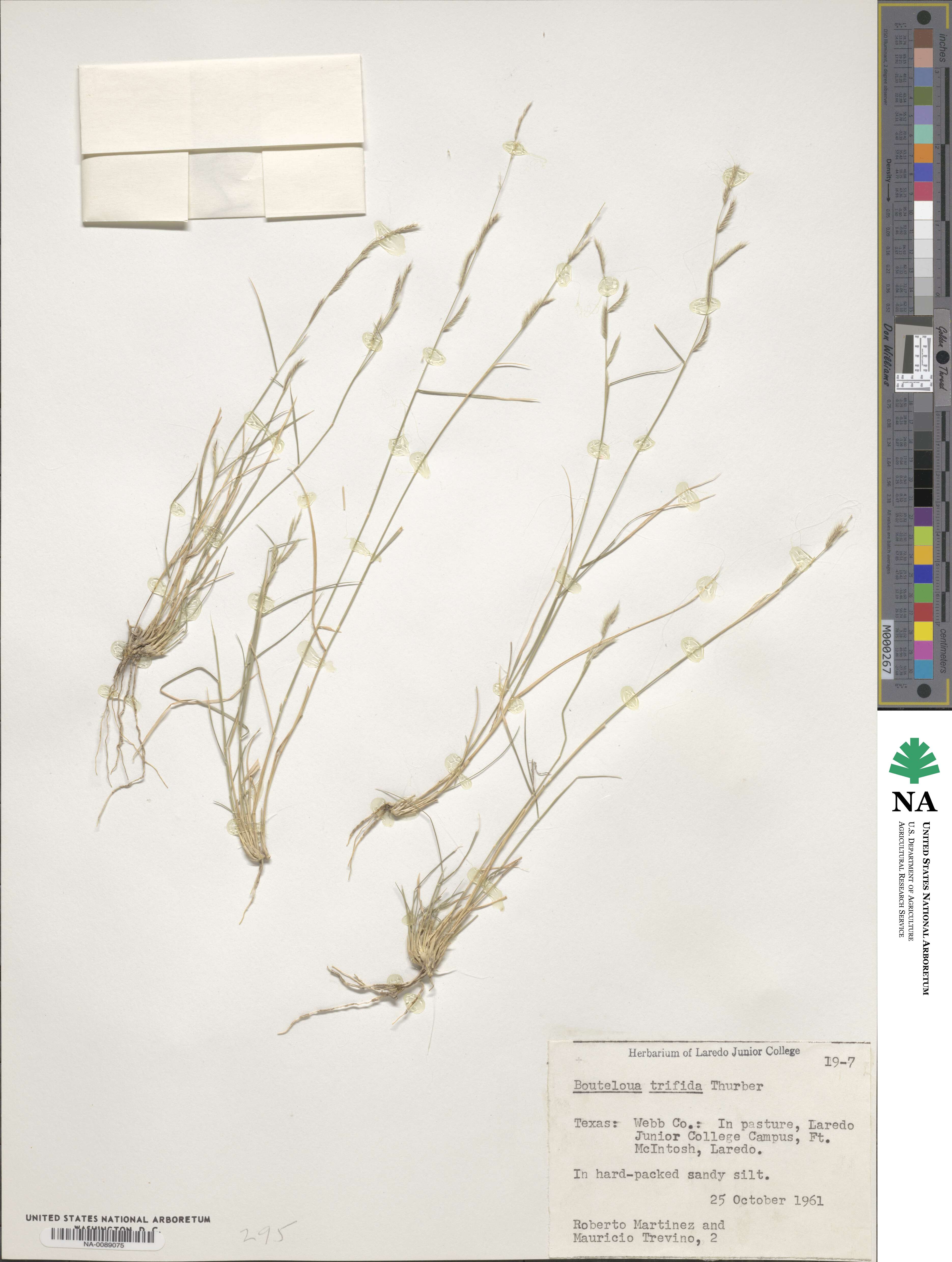 Bouteloua trifida image