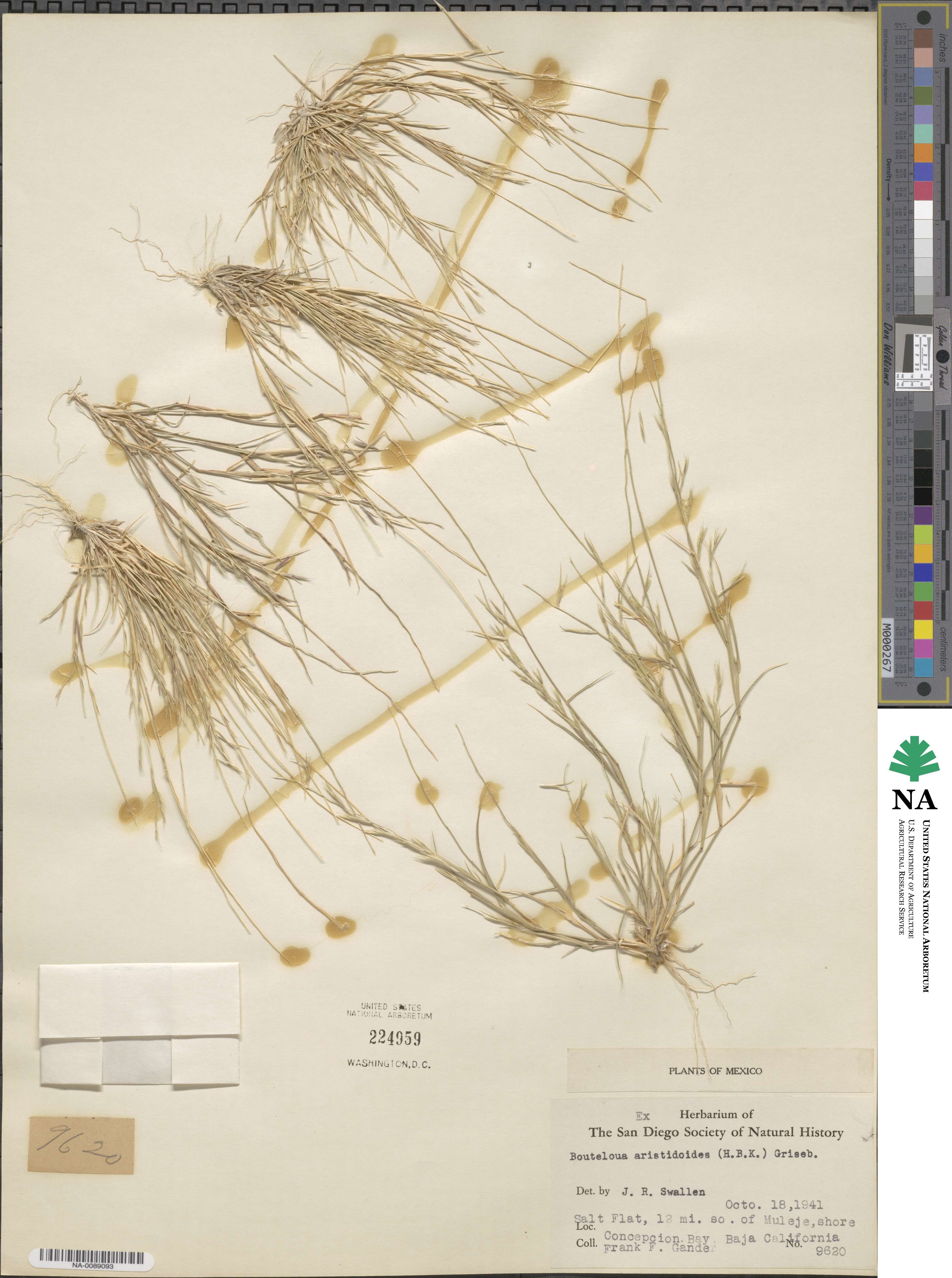 Bouteloua aristidoides image