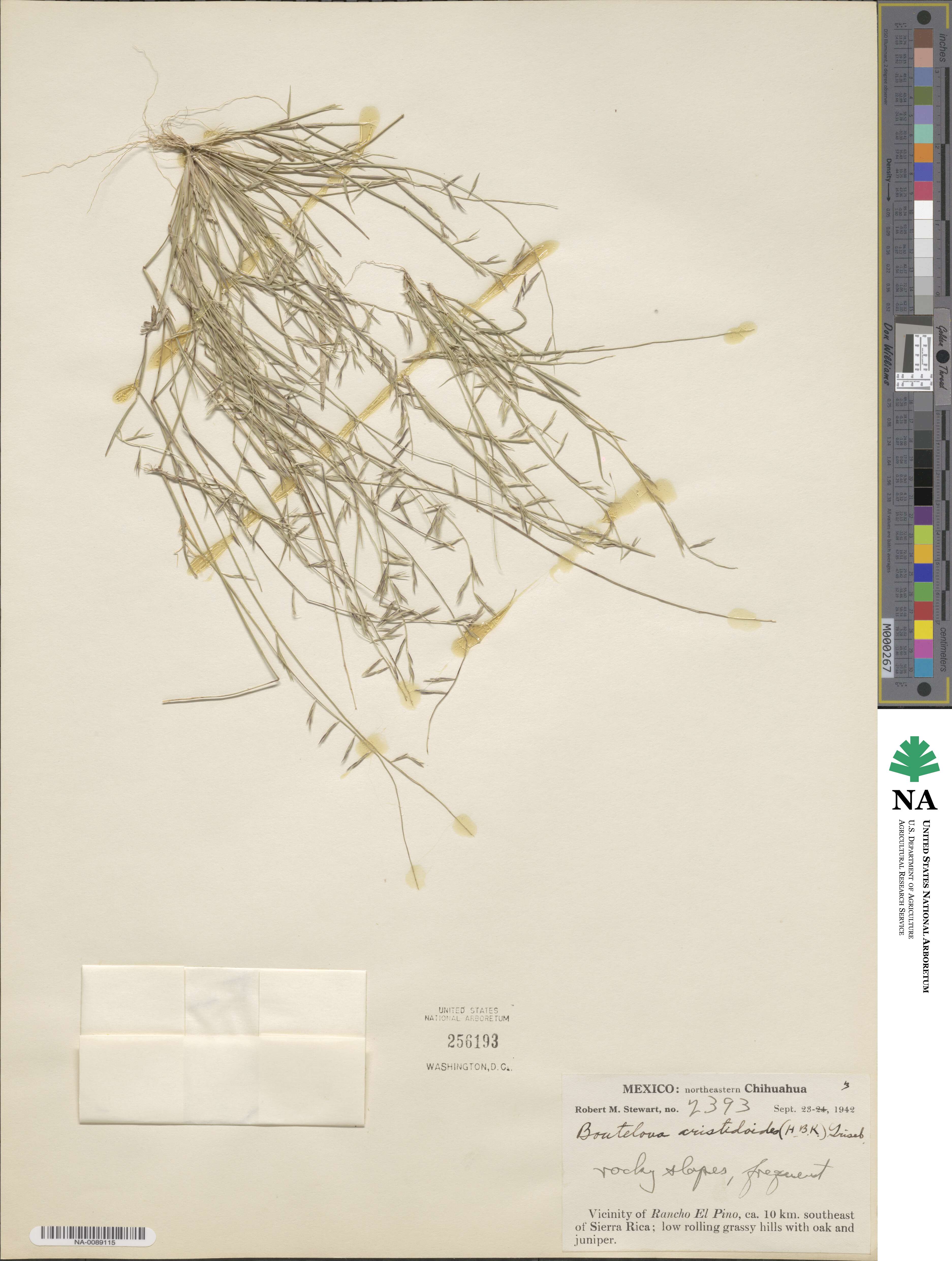 Bouteloua aristidoides image
