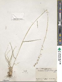 Bouteloua curtipendula image