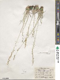 Bouteloua curtipendula image