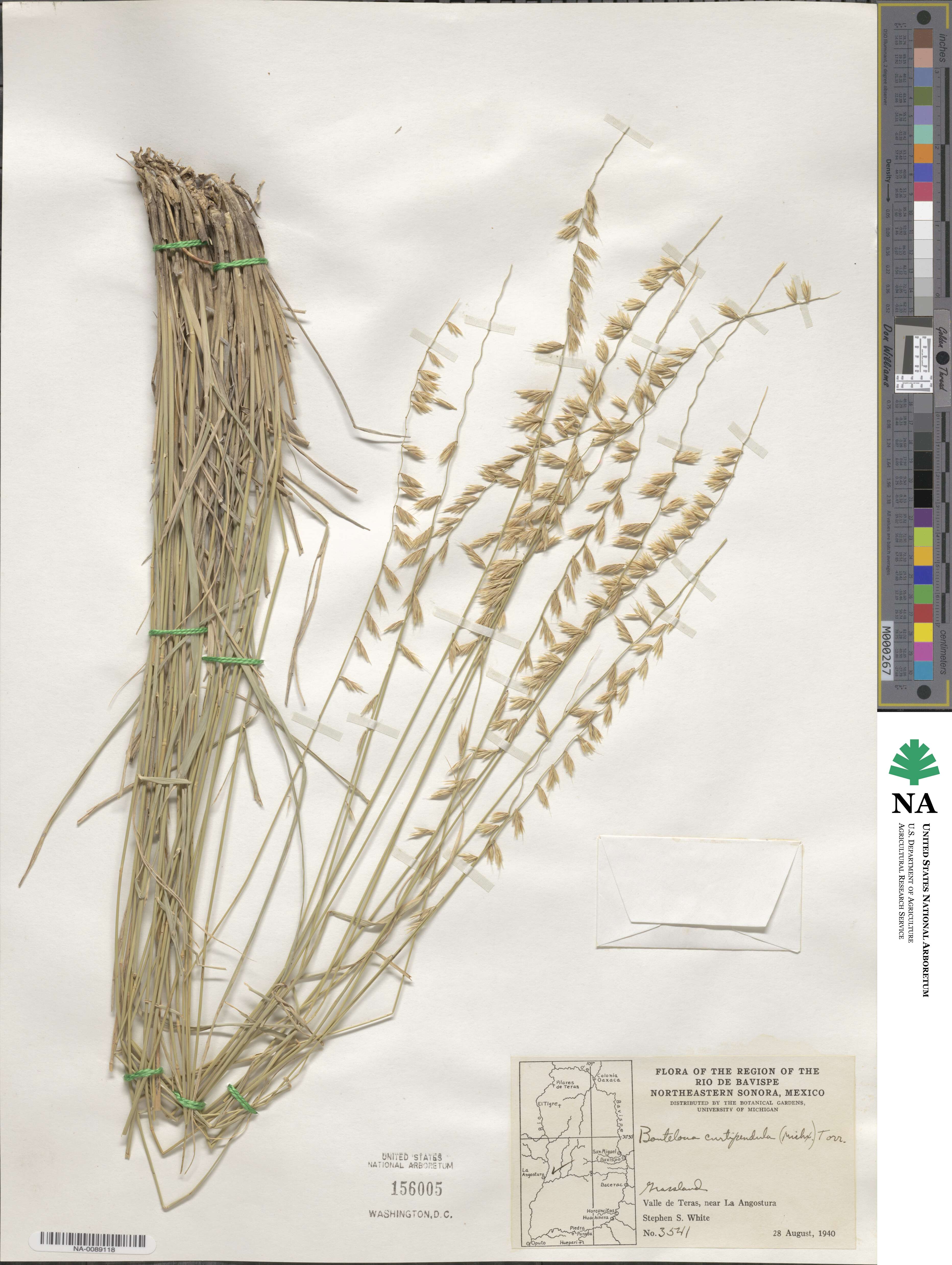 Bouteloua curtipendula image