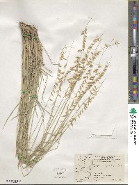 Bouteloua curtipendula image