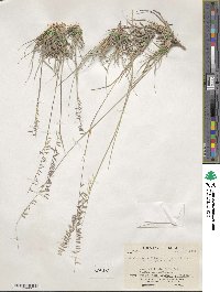 Bouteloua curtipendula image