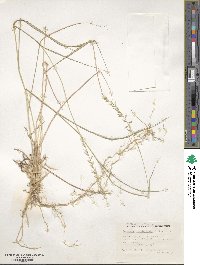 Bouteloua curtipendula image