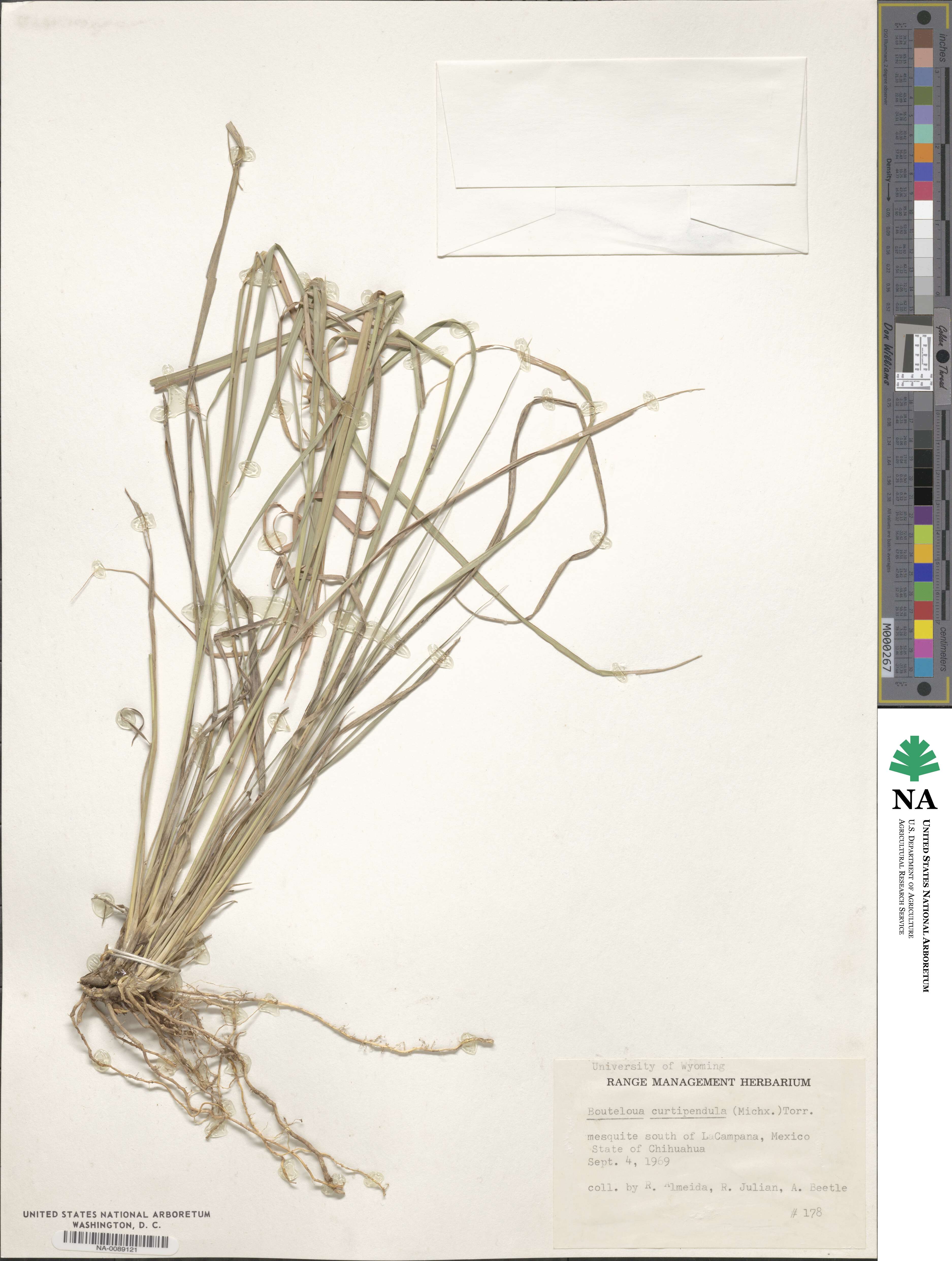 Bouteloua curtipendula image