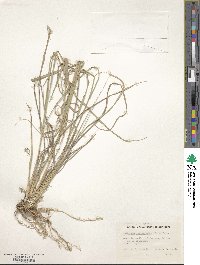 Bouteloua curtipendula image