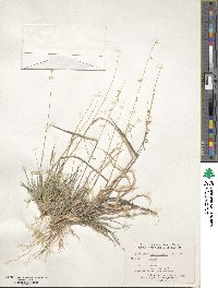 Bouteloua curtipendula image