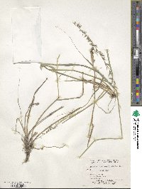 Bouteloua curtipendula image