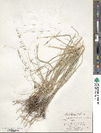 Bouteloua curtipendula image