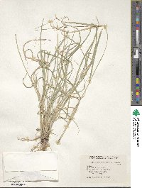 Bouteloua curtipendula image