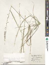 Bouteloua curtipendula image