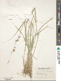 Bouteloua curtipendula image