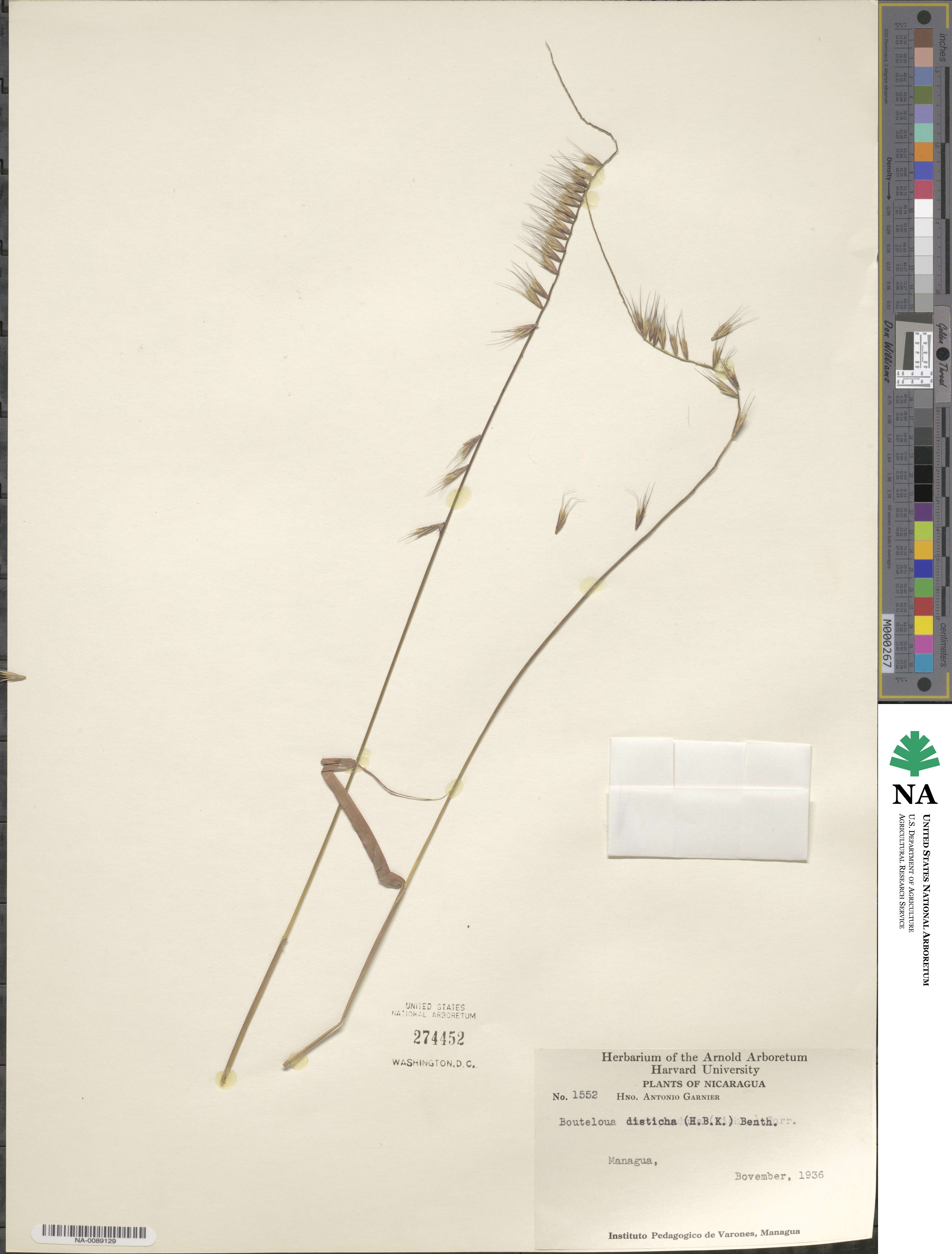 Bouteloua disticha image