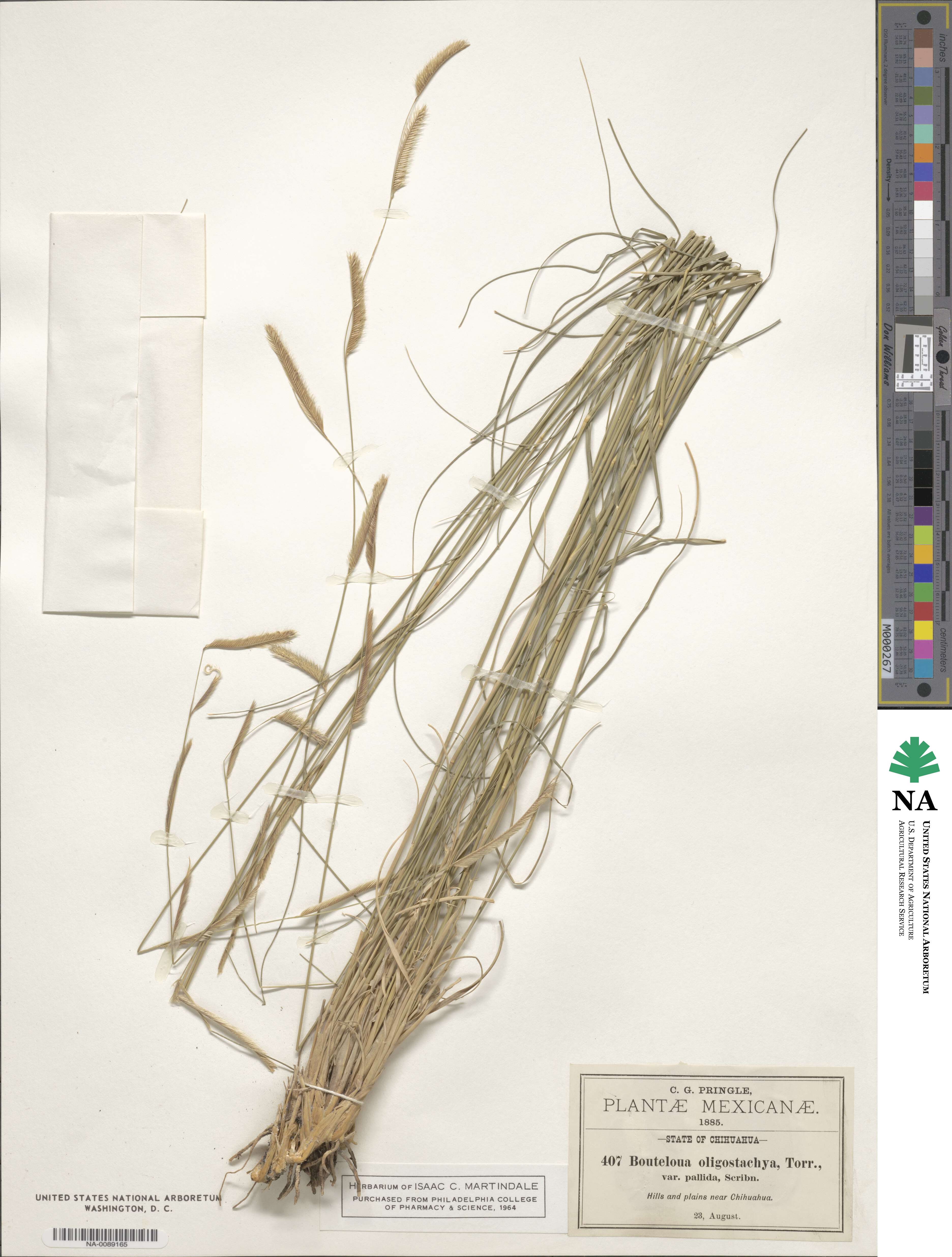Bouteloua gracilis image