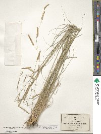 Bouteloua gracilis image