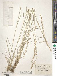 Bouteloua curtipendula image