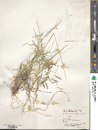 Bouteloua radicosa image