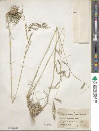 Bouteloua radicosa image