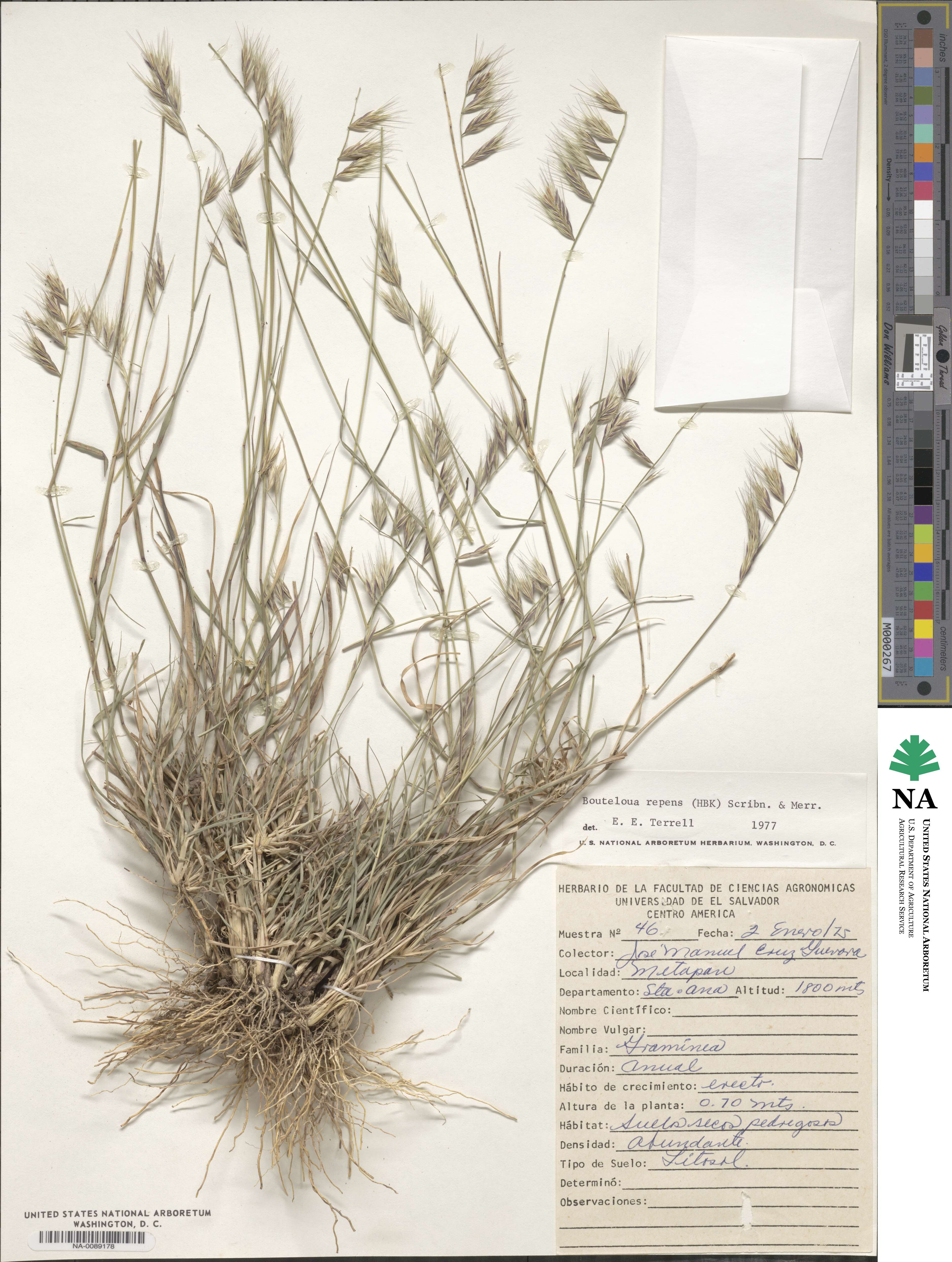 Bouteloua repens image