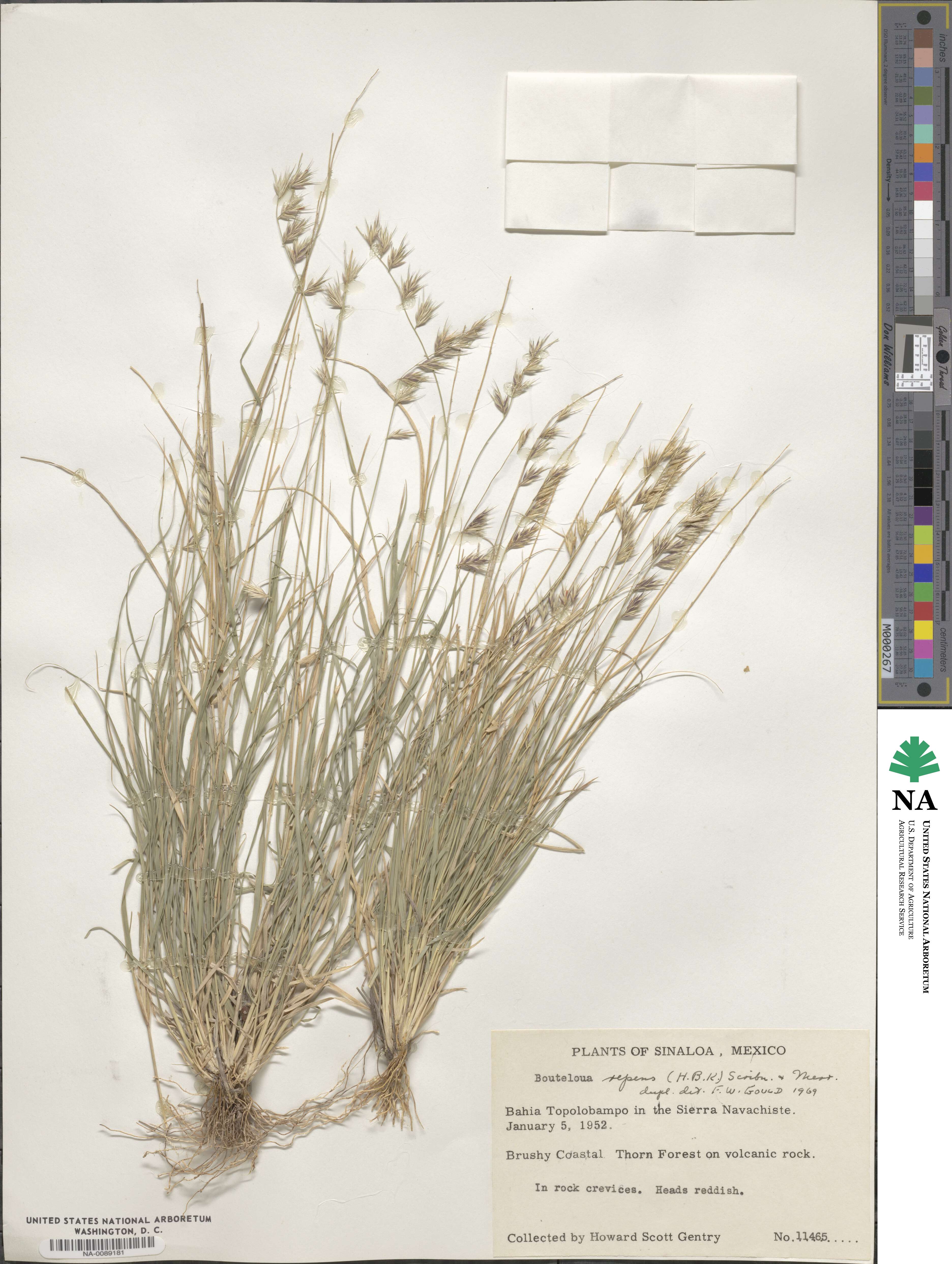Bouteloua repens image