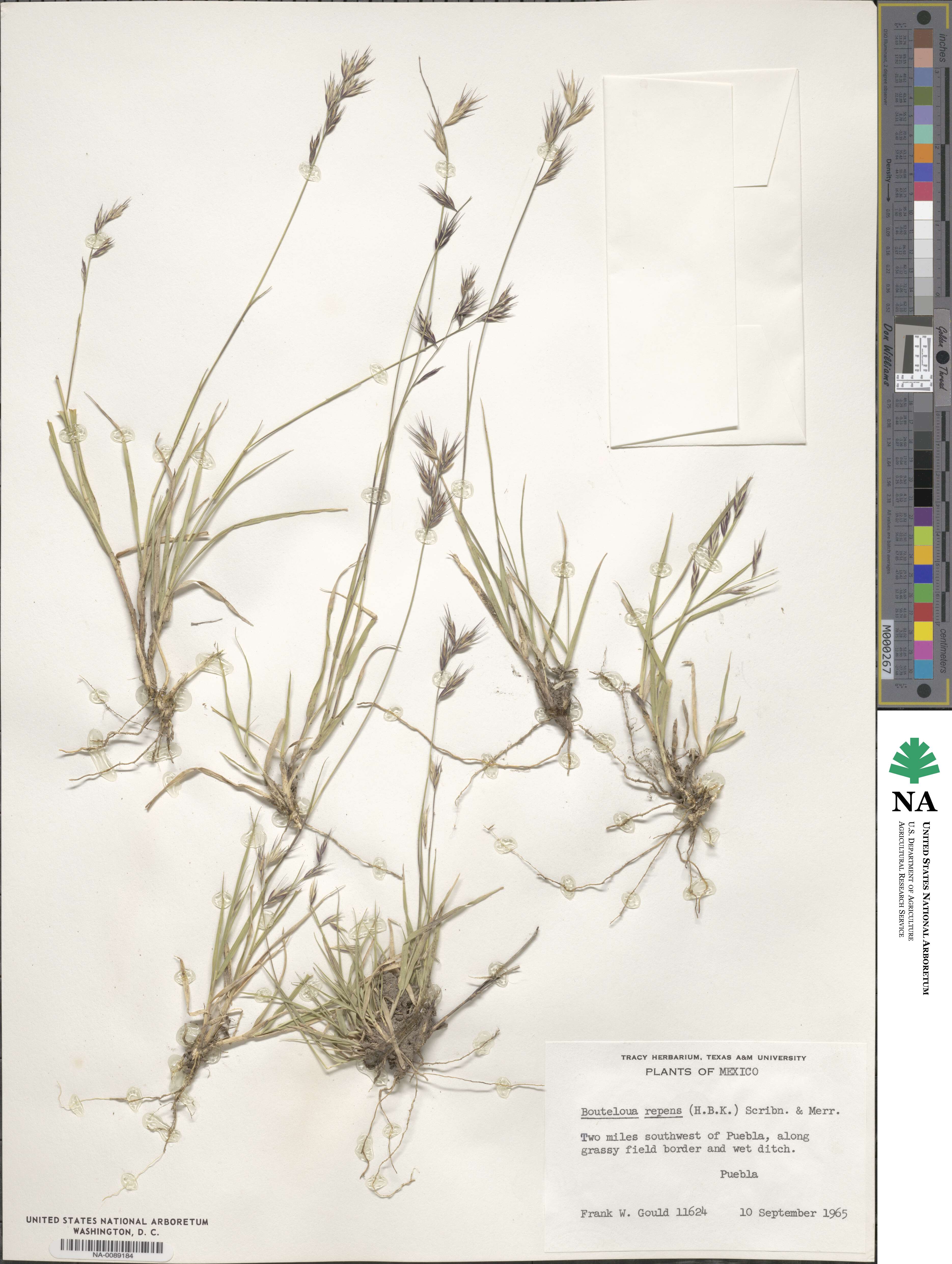 Bouteloua repens image