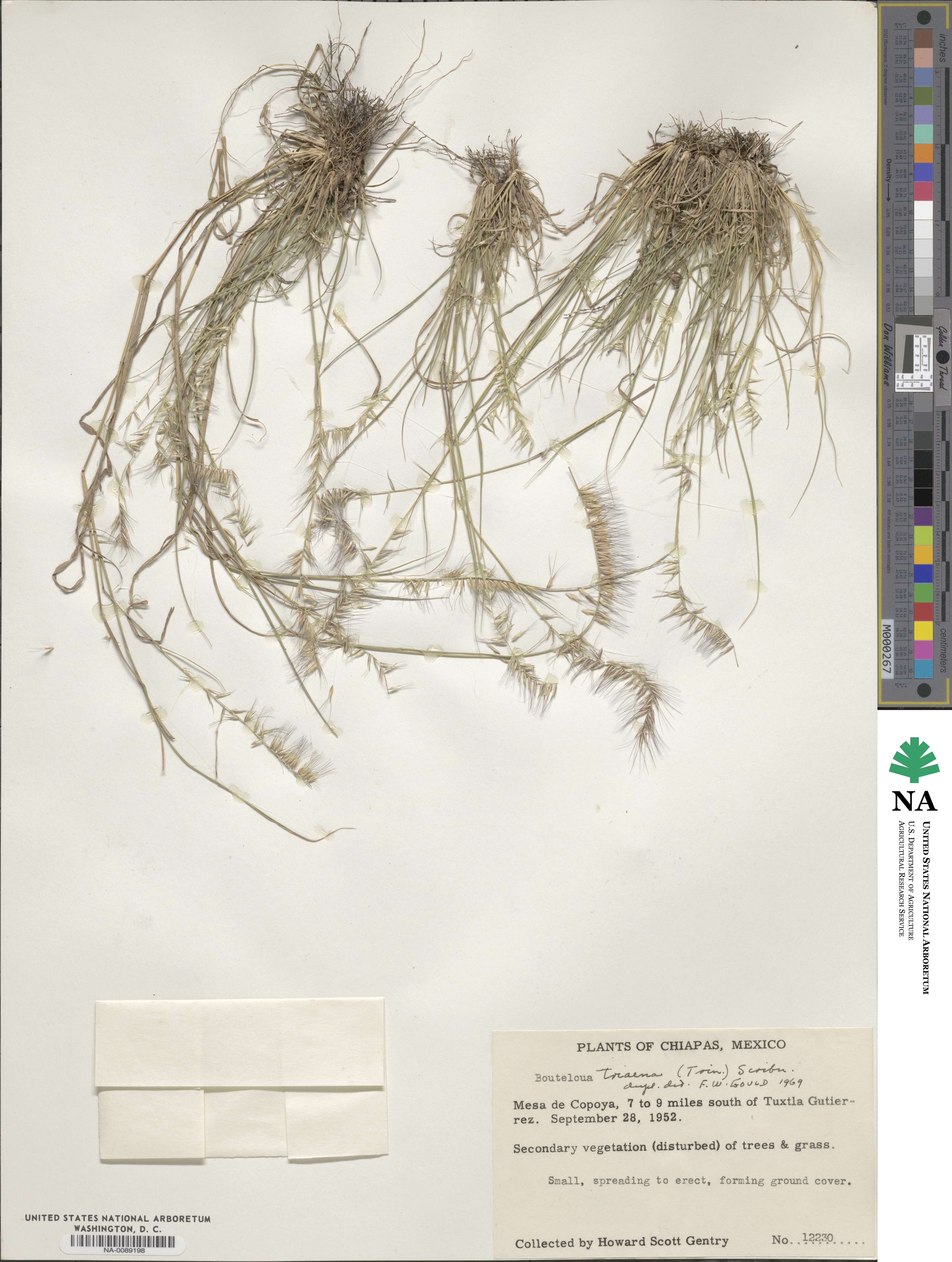 Bouteloua triaena image