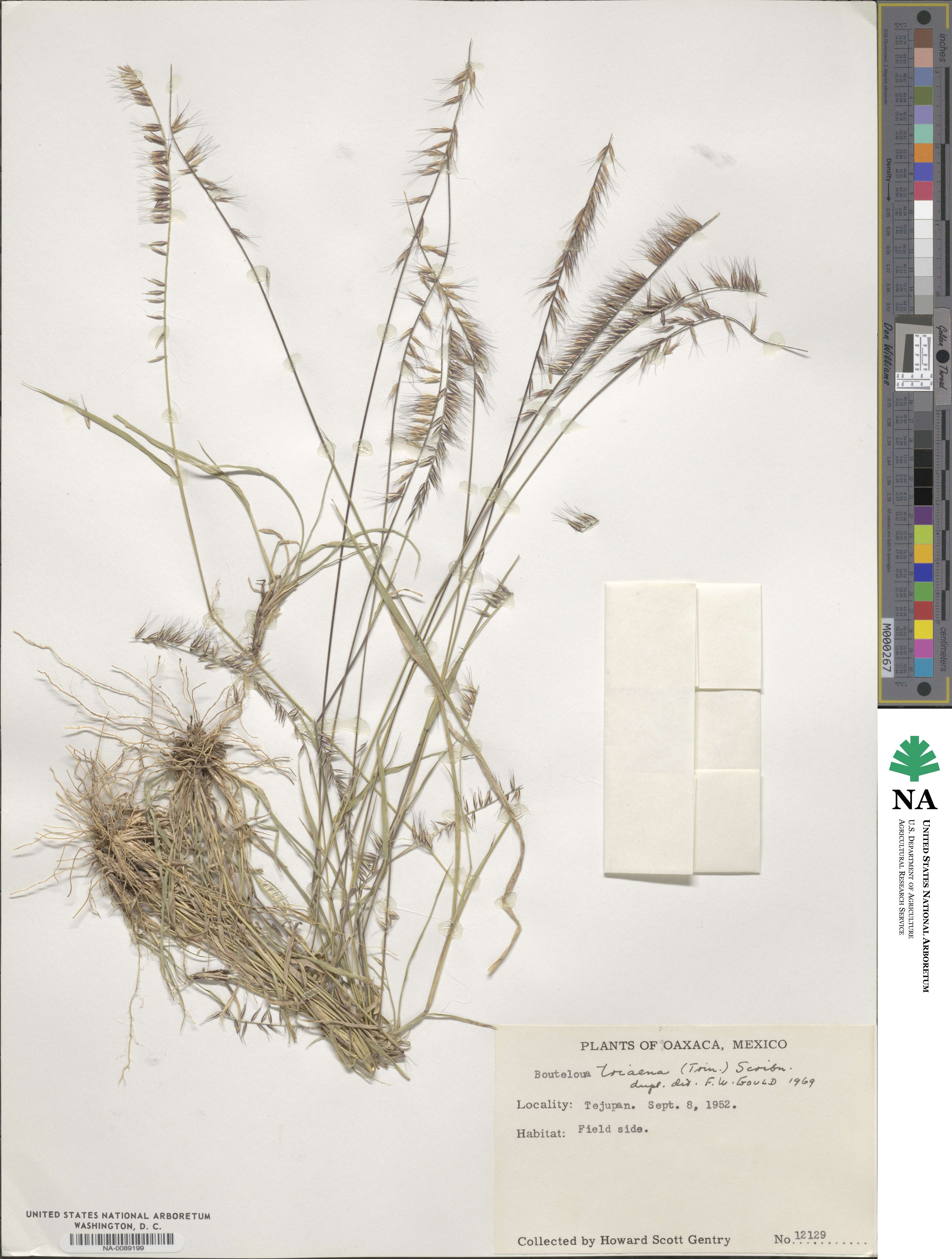 Bouteloua triaena image