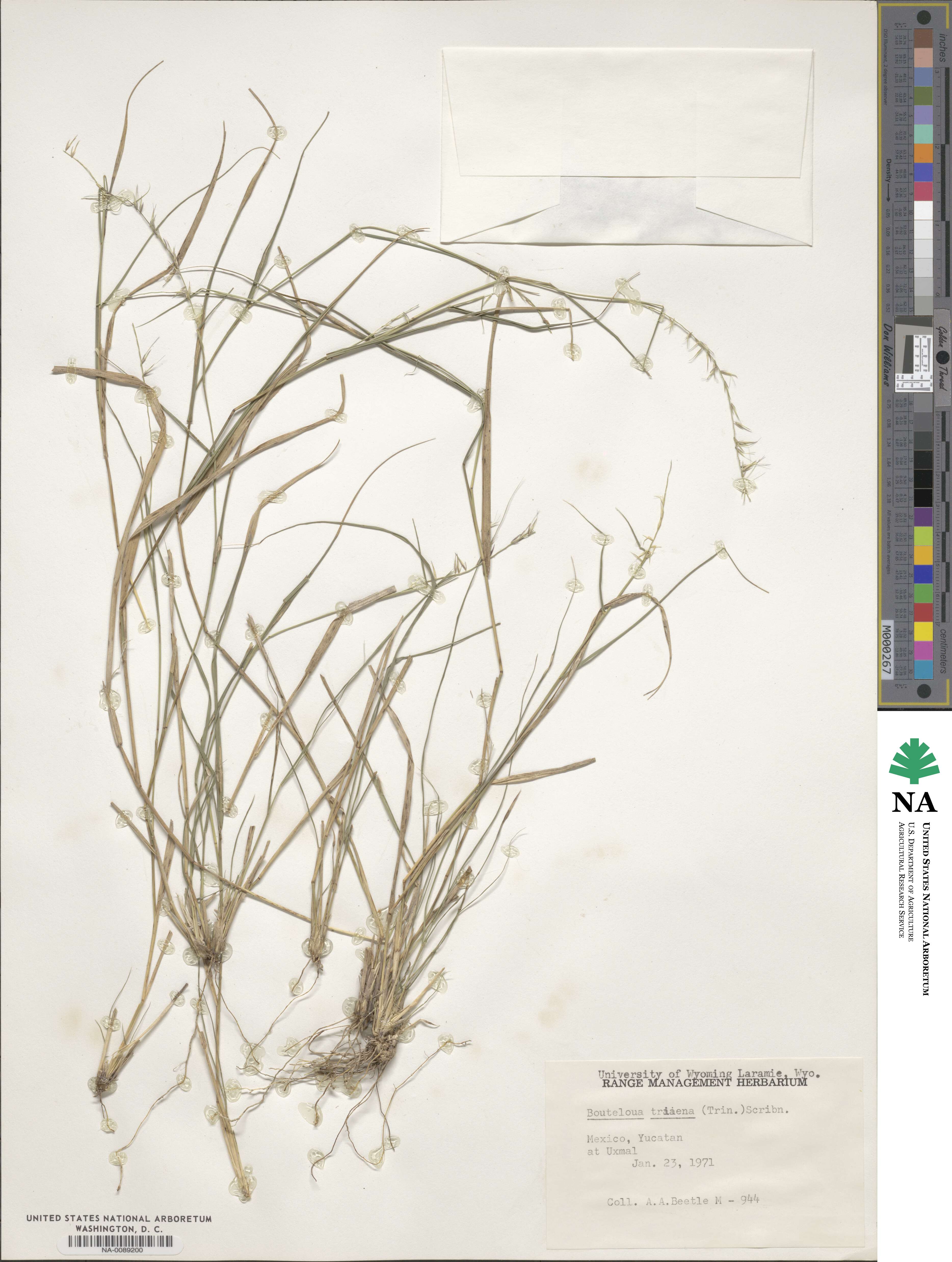 Bouteloua triaena image