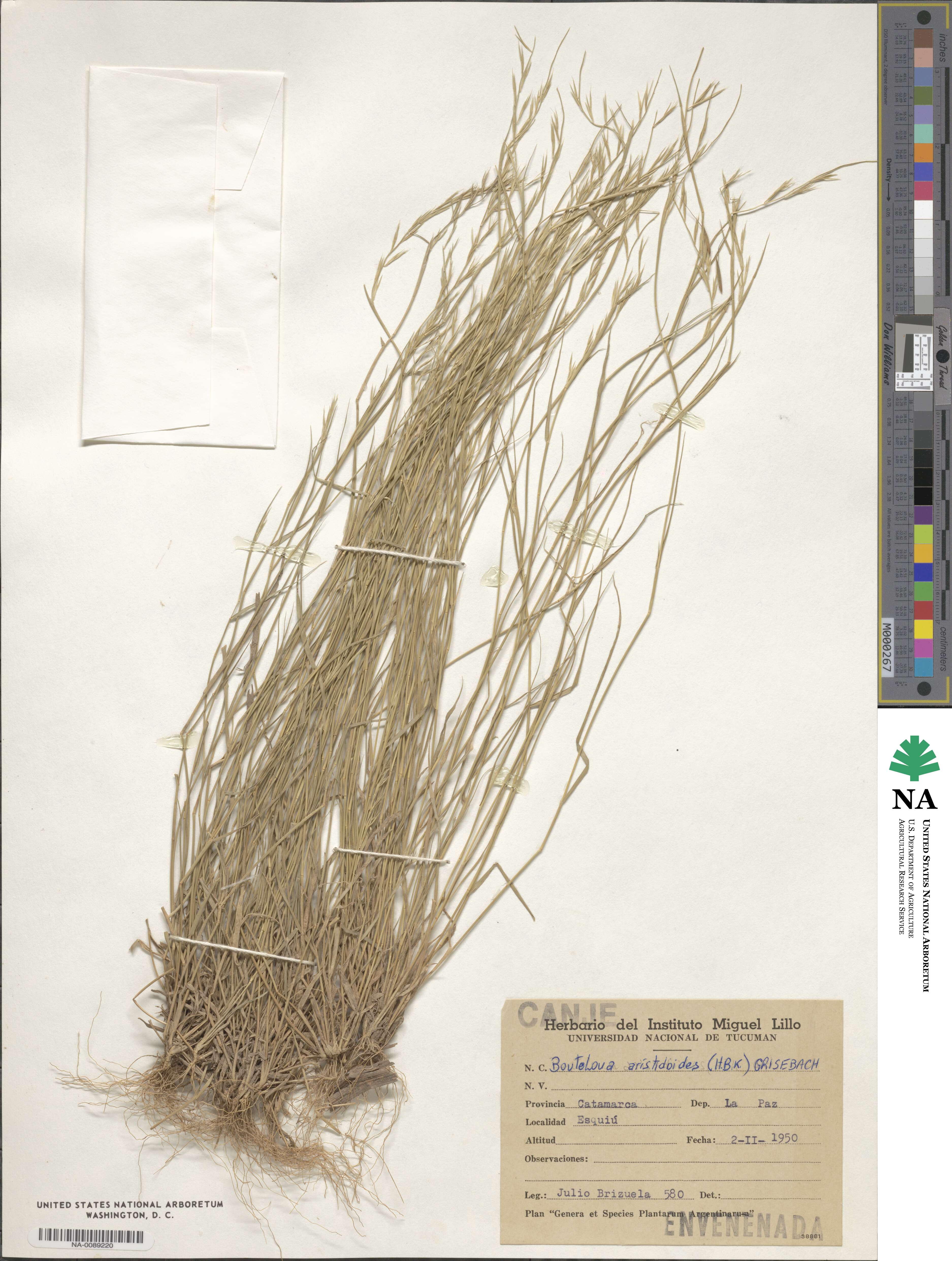 Bouteloua aristidoides image