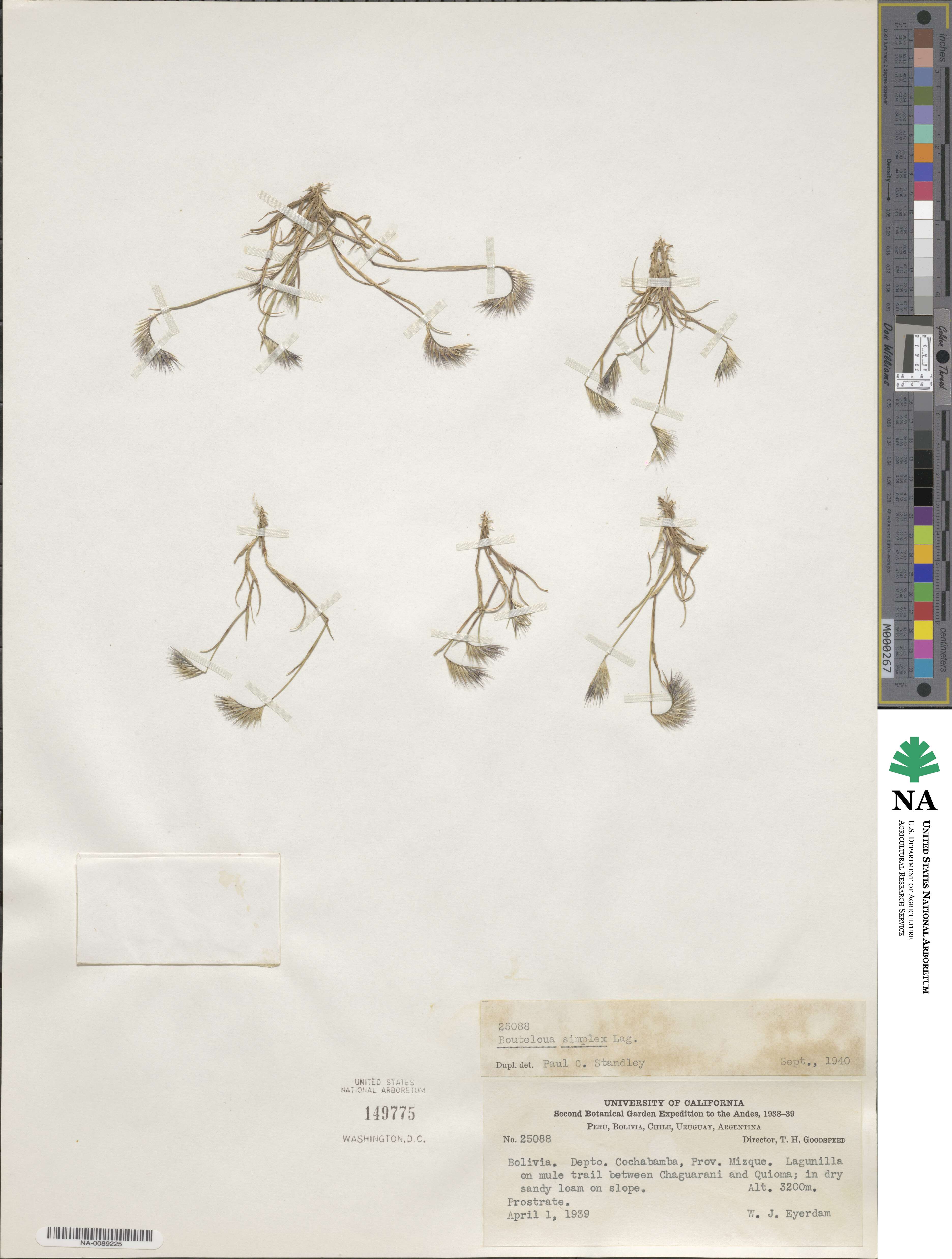 Bouteloua simplex image