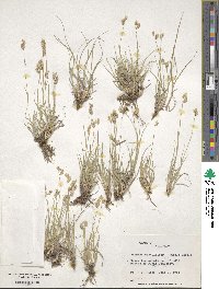 Bouteloua dactyloides image