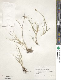 Bouteloua dactyloides image