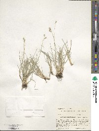 Bouteloua dactyloides image