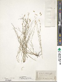 Bouteloua dactyloides image