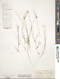 Bouteloua dactyloides image