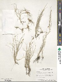 Bouteloua dactyloides image