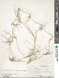 Bouteloua dactyloides image