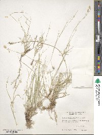 Bouteloua dactyloides image