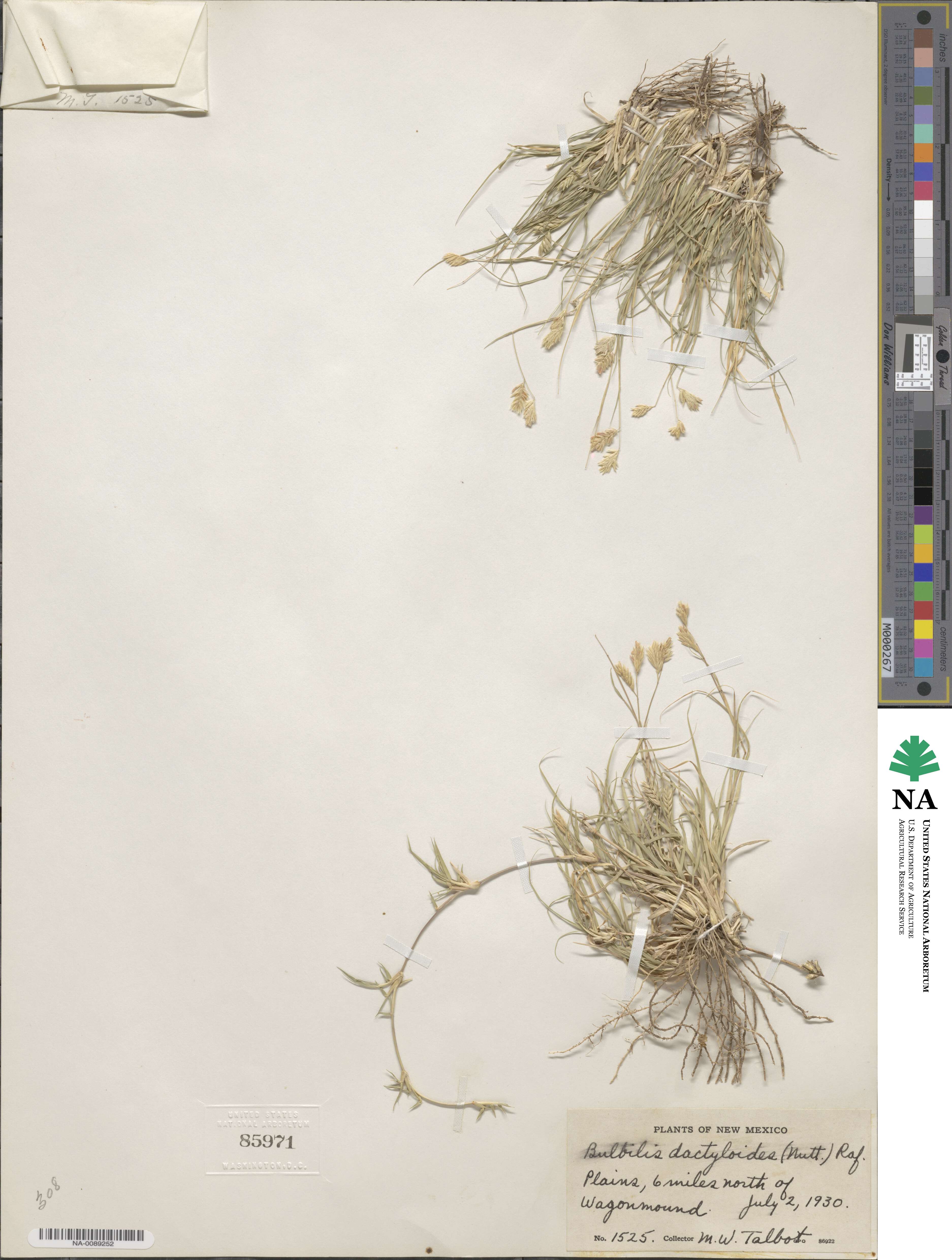 Bouteloua dactyloides image