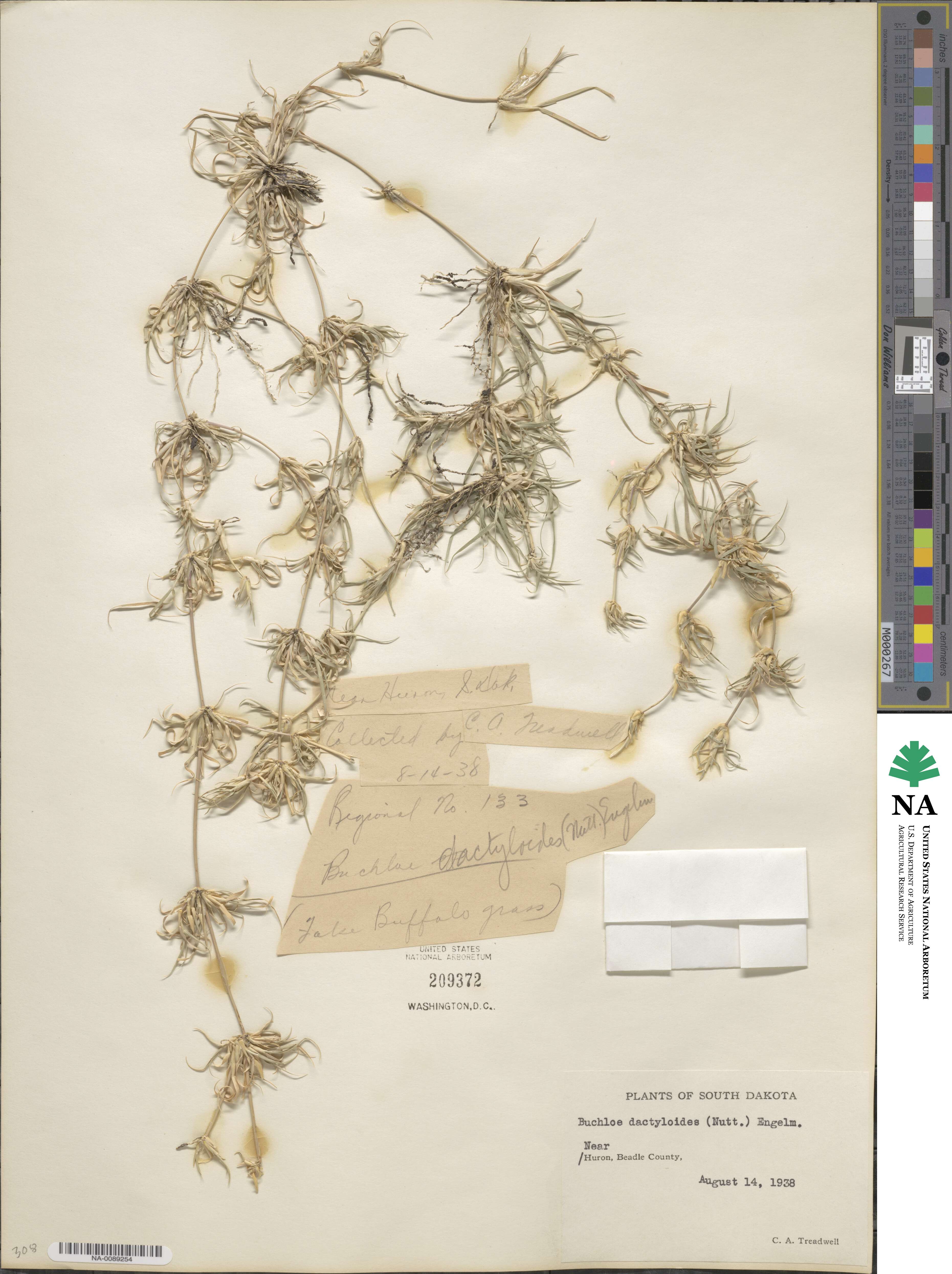 Bouteloua dactyloides image