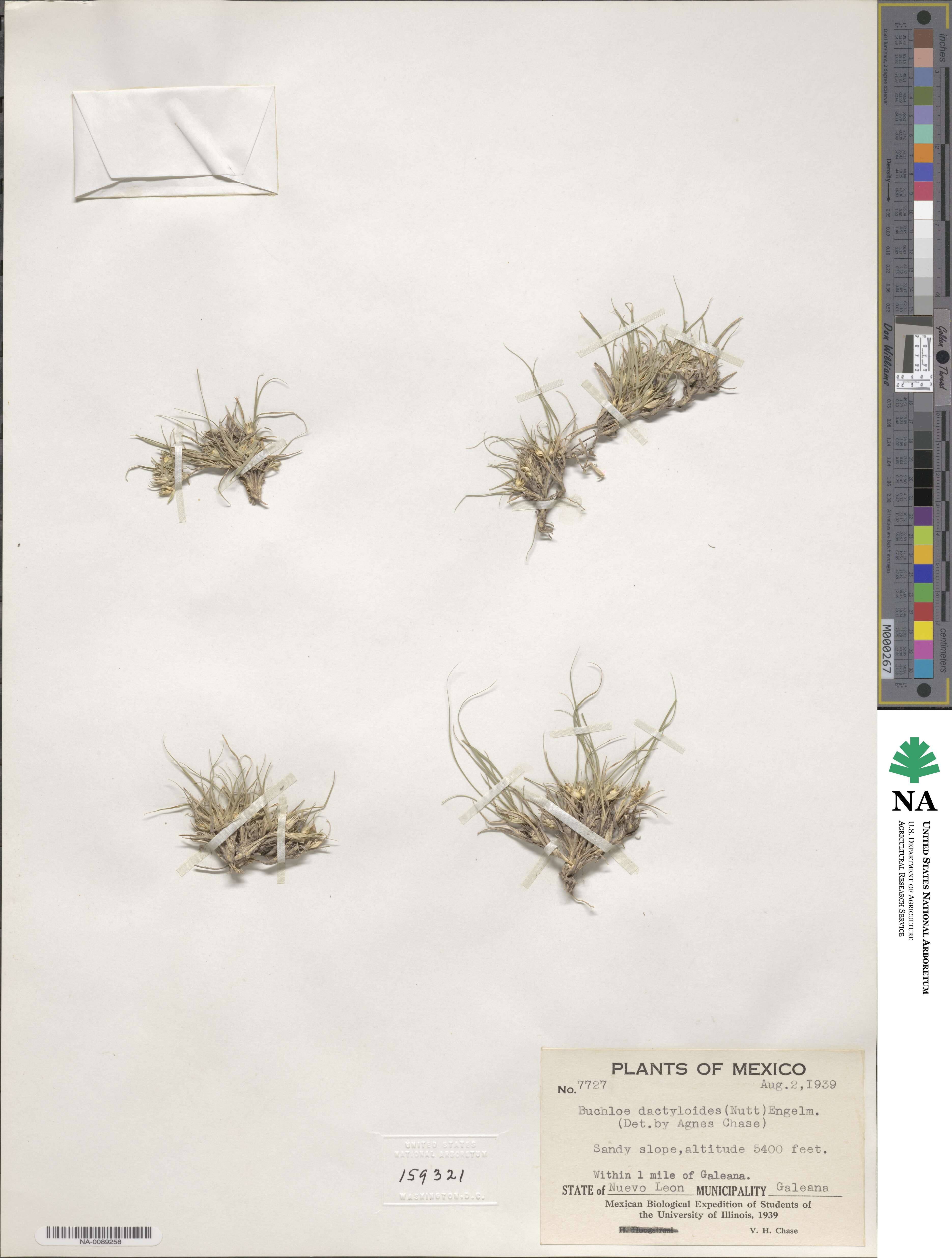 Bouteloua dactyloides image