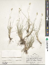 Bouteloua dactyloides image